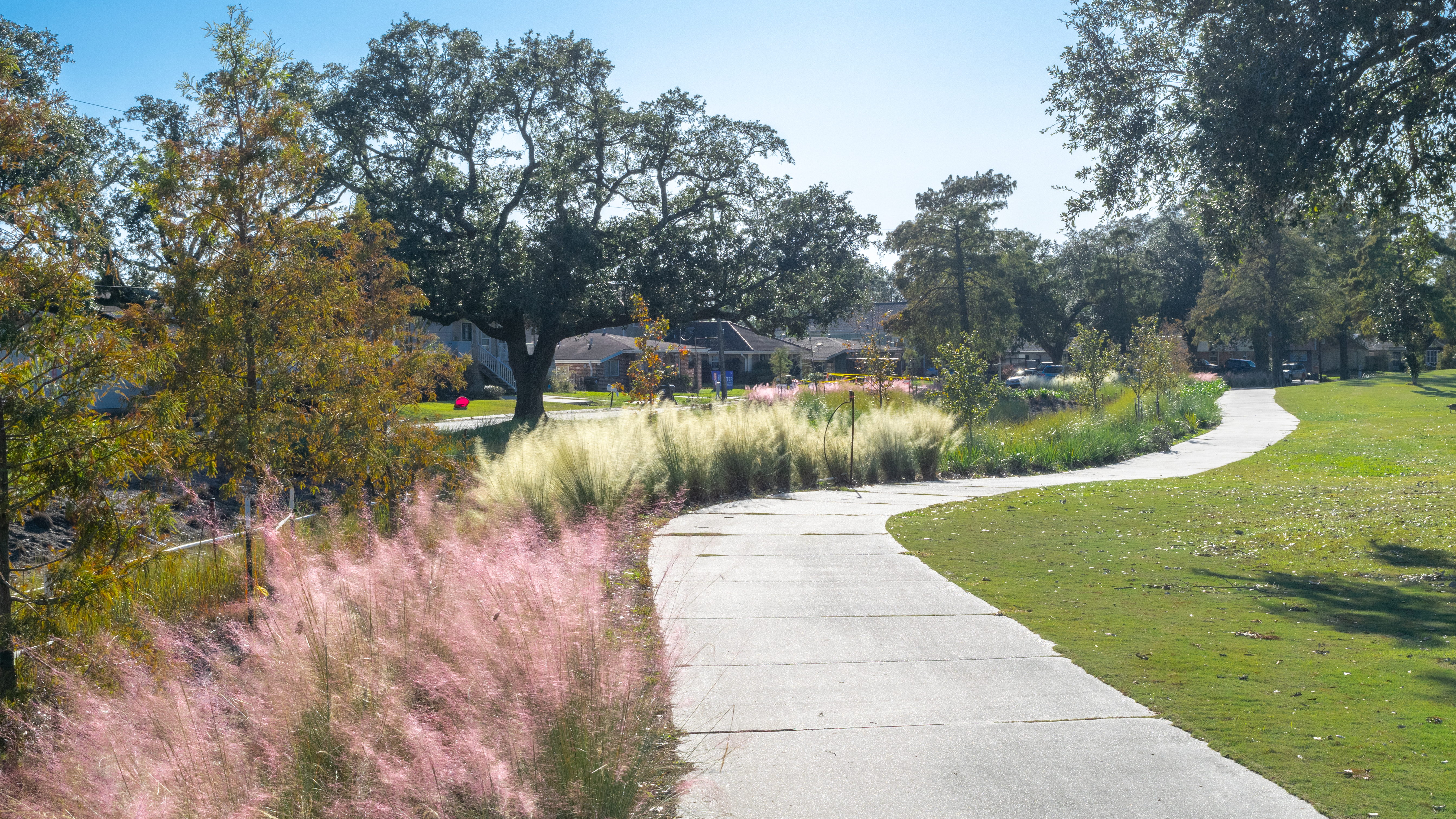 Curving path through a park with trees and ornamental grasses on a sunny day.