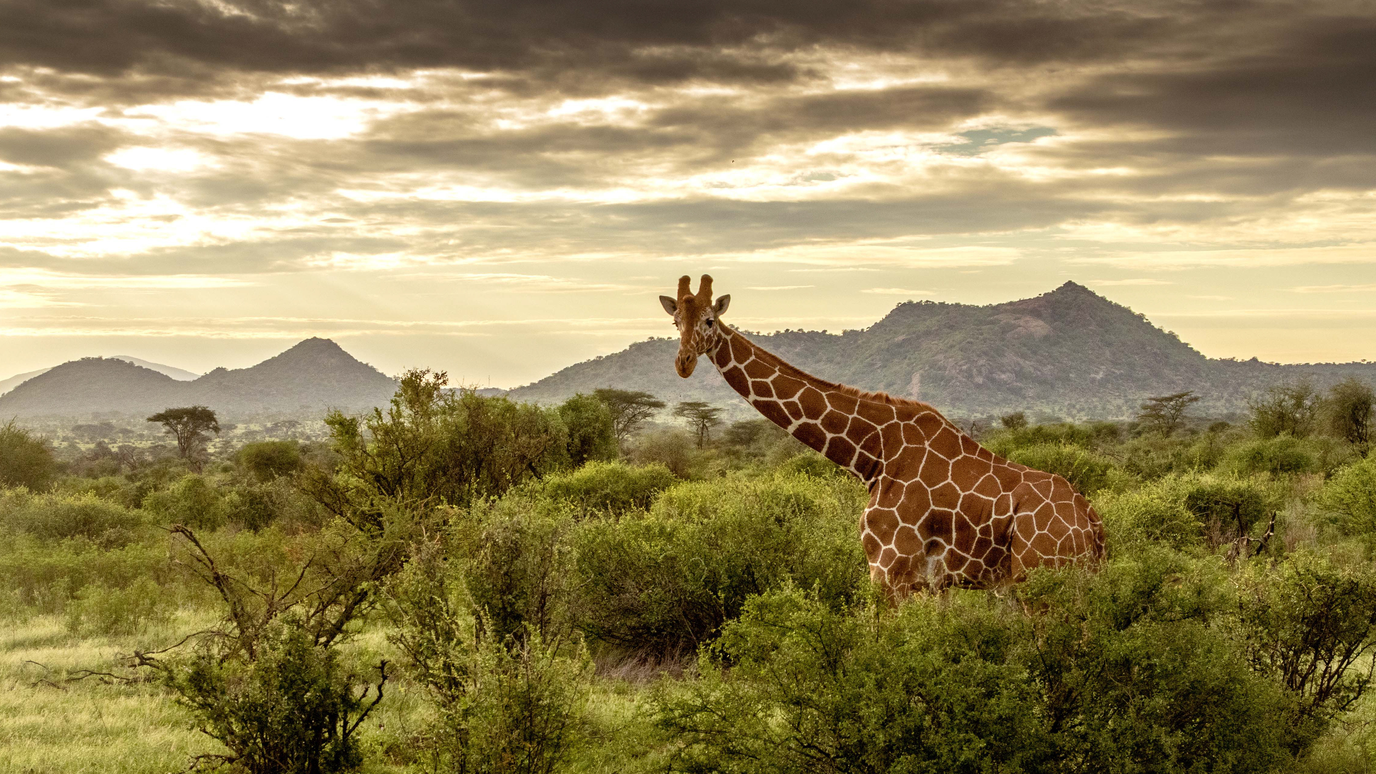 A giraffe standing amidst green bushes with distant hills under a cloudy sky at sunset.