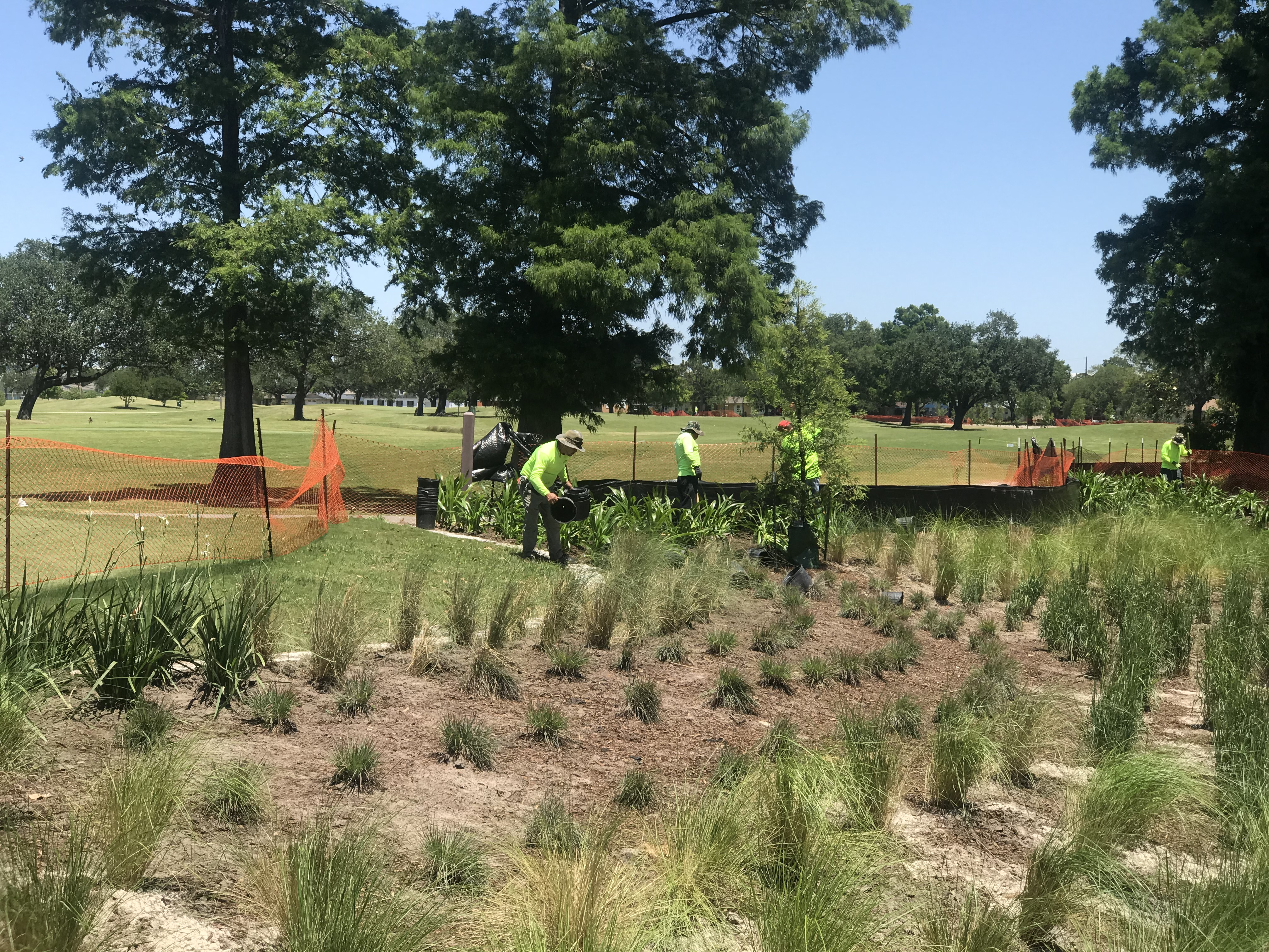 Workers plant greenery in a park with orange safety fencing and large trees under a clear blue sky.